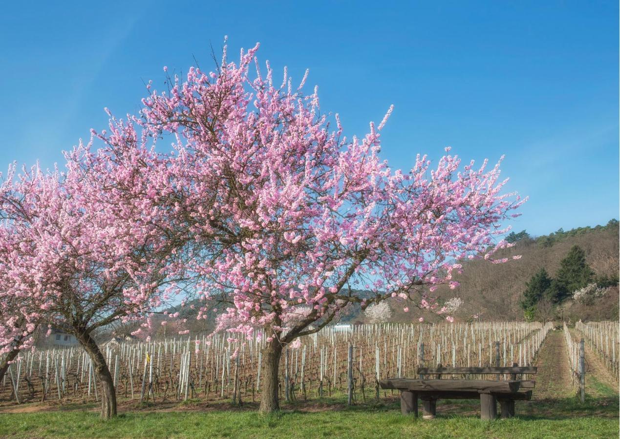 Lieblingsplatz Im Pfalzer Wald Daire Lambrecht  Dış mekan fotoğraf
